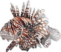 Lionfish