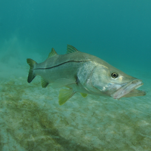 CCA Florida Custom Toadfish