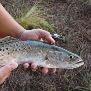 CCA Florida Custom Toadfish