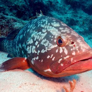 CCA Florida Custom Toadfish